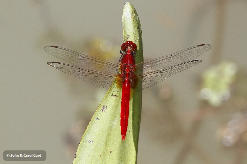 J01_1965 Rhodothemis rufa.JPG